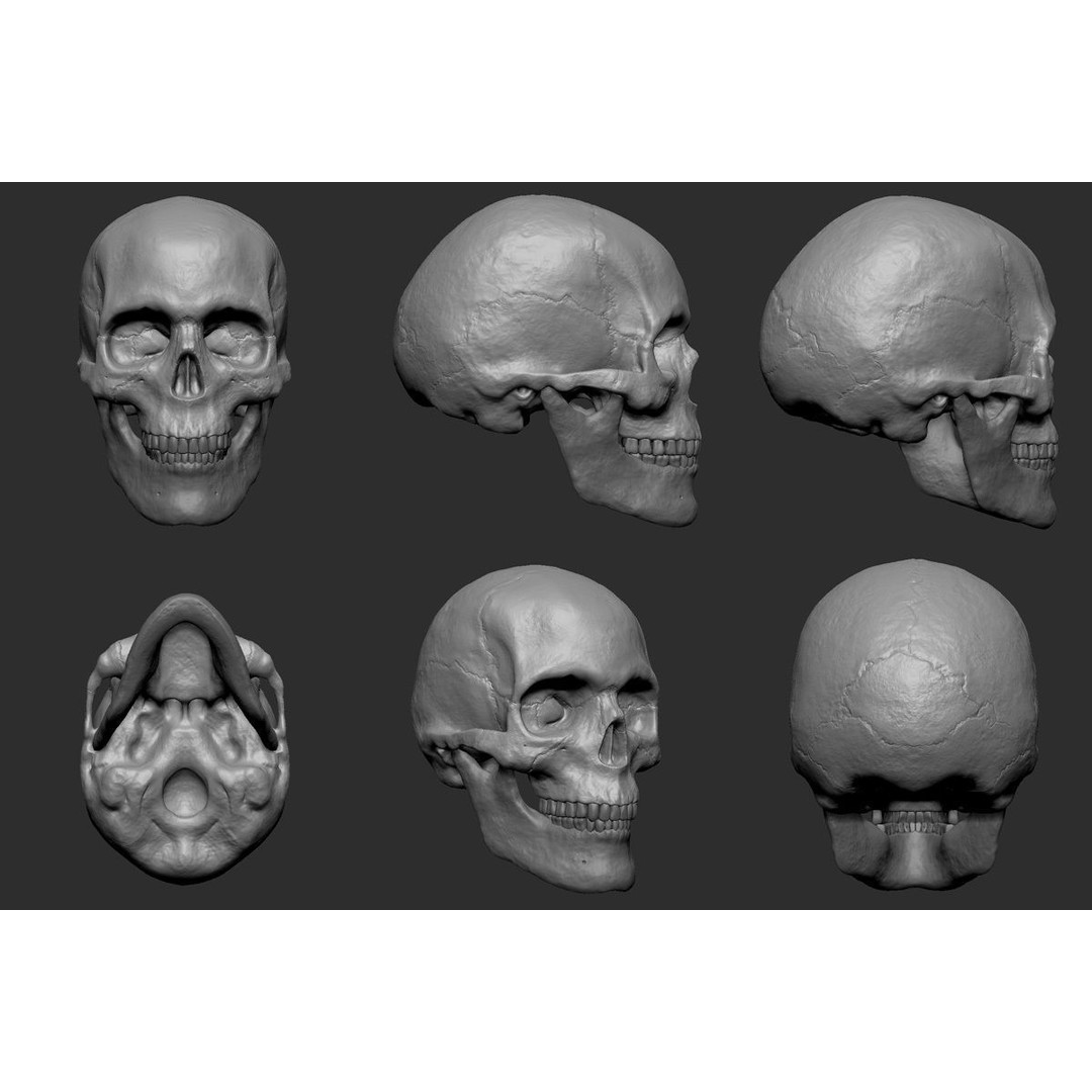 Human Skull 3D Model – Anatomically Accurate Polygon Mesh, STL