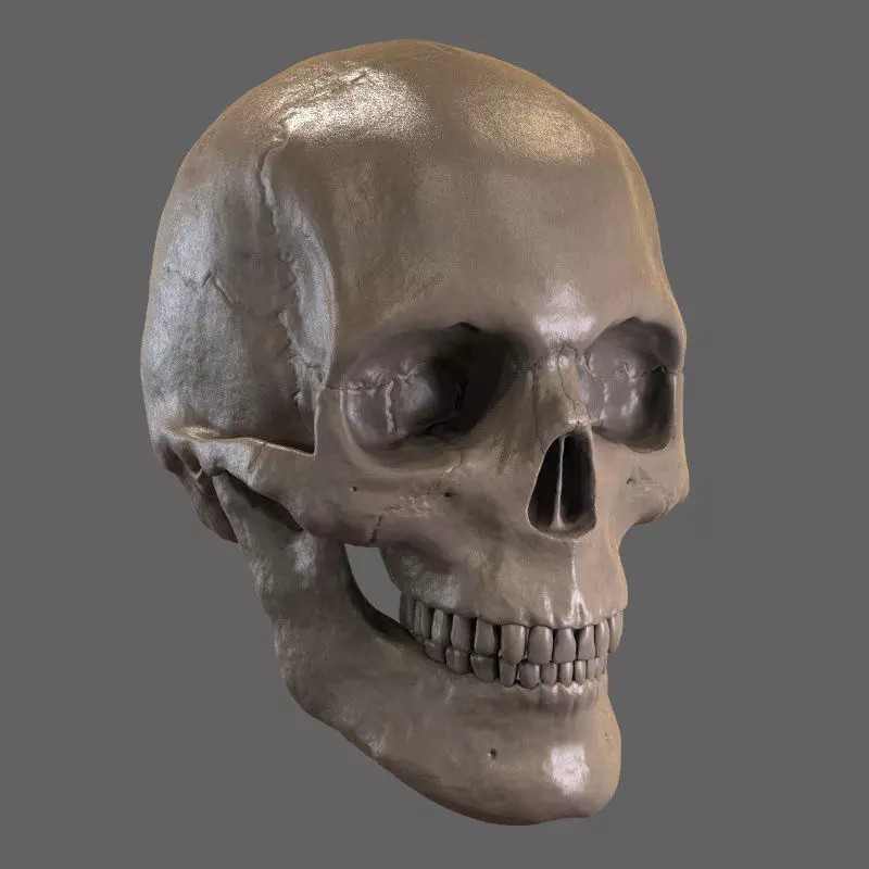 Human Skull 3D Model – Anatomically Accurate Polygon Mesh, STL - View 2