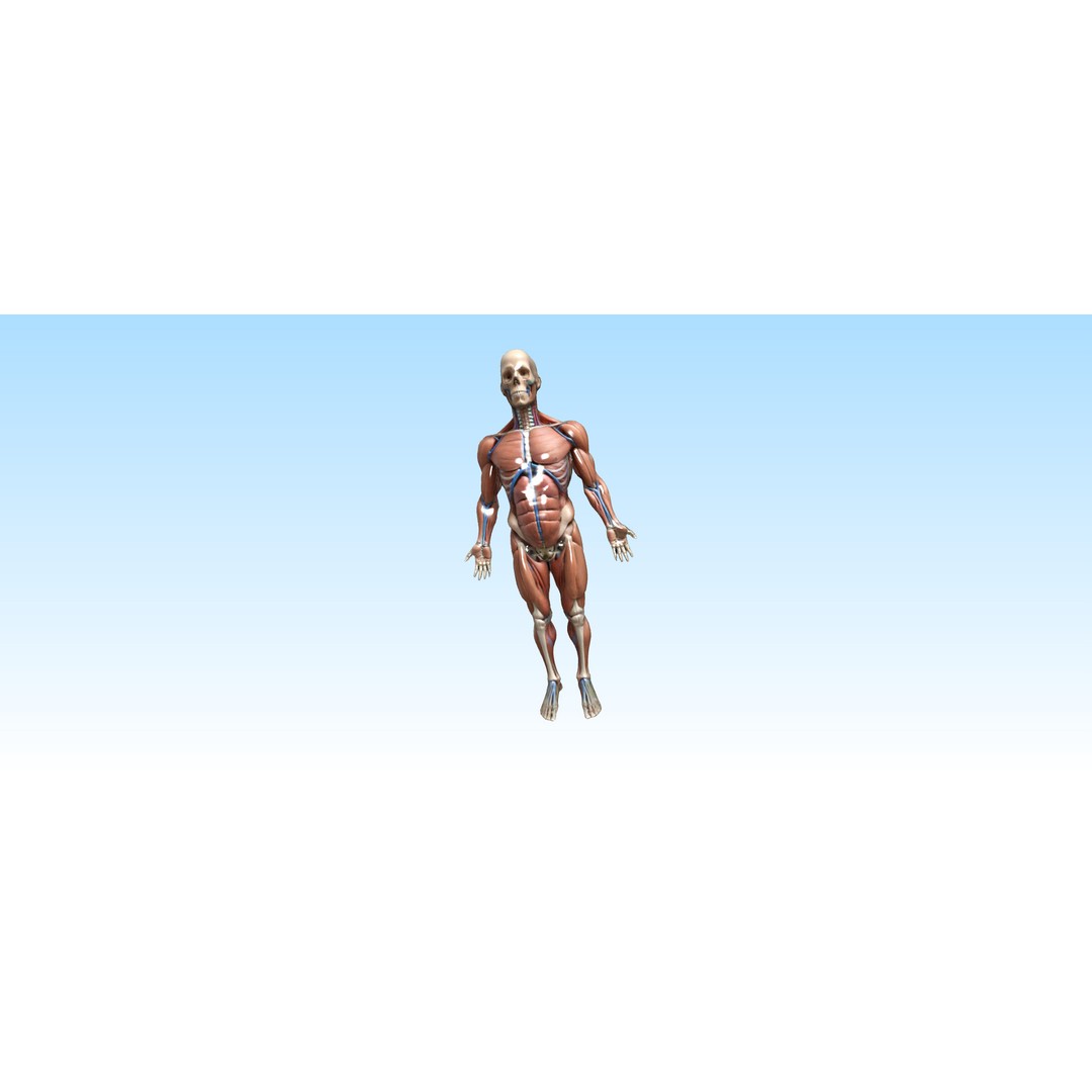 Hyper-Detailed Human Anatomy 3D Model – Anatomically Accurate for Education