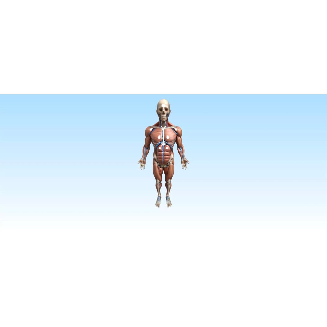 Hyper-Detailed Human Anatomy 3D Model – Anatomically Accurate for Education - View 2
