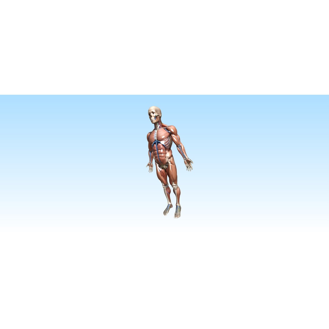 Hyper-Detailed Human Anatomy 3D Model – Anatomically Accurate for Education - View 3
