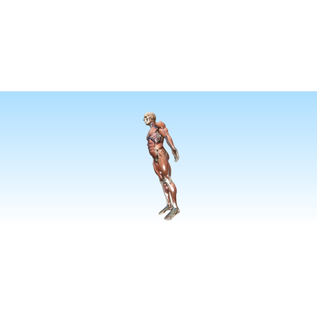 Hyper-Detailed Human Anatomy 3D Model – Anatomically Accurate for Education - View 4