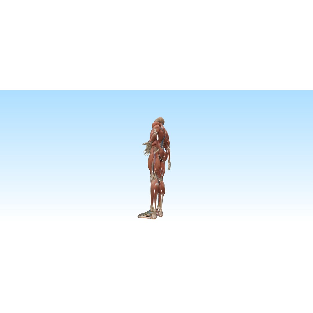 Hyper-Detailed Human Anatomy 3D Model – Anatomically Accurate for Education - View 5