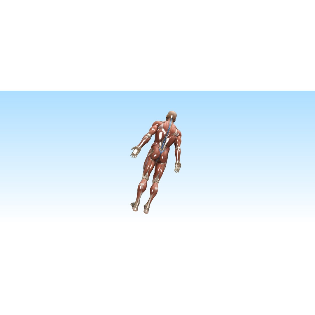 Hyper-Detailed Human Anatomy 3D Model – Anatomically Accurate for Education - View 6