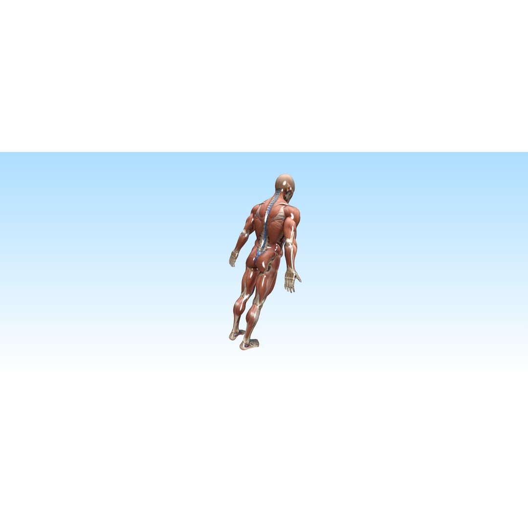 Hyper-Detailed Human Anatomy 3D Model – Anatomically Accurate for Education - View 7
