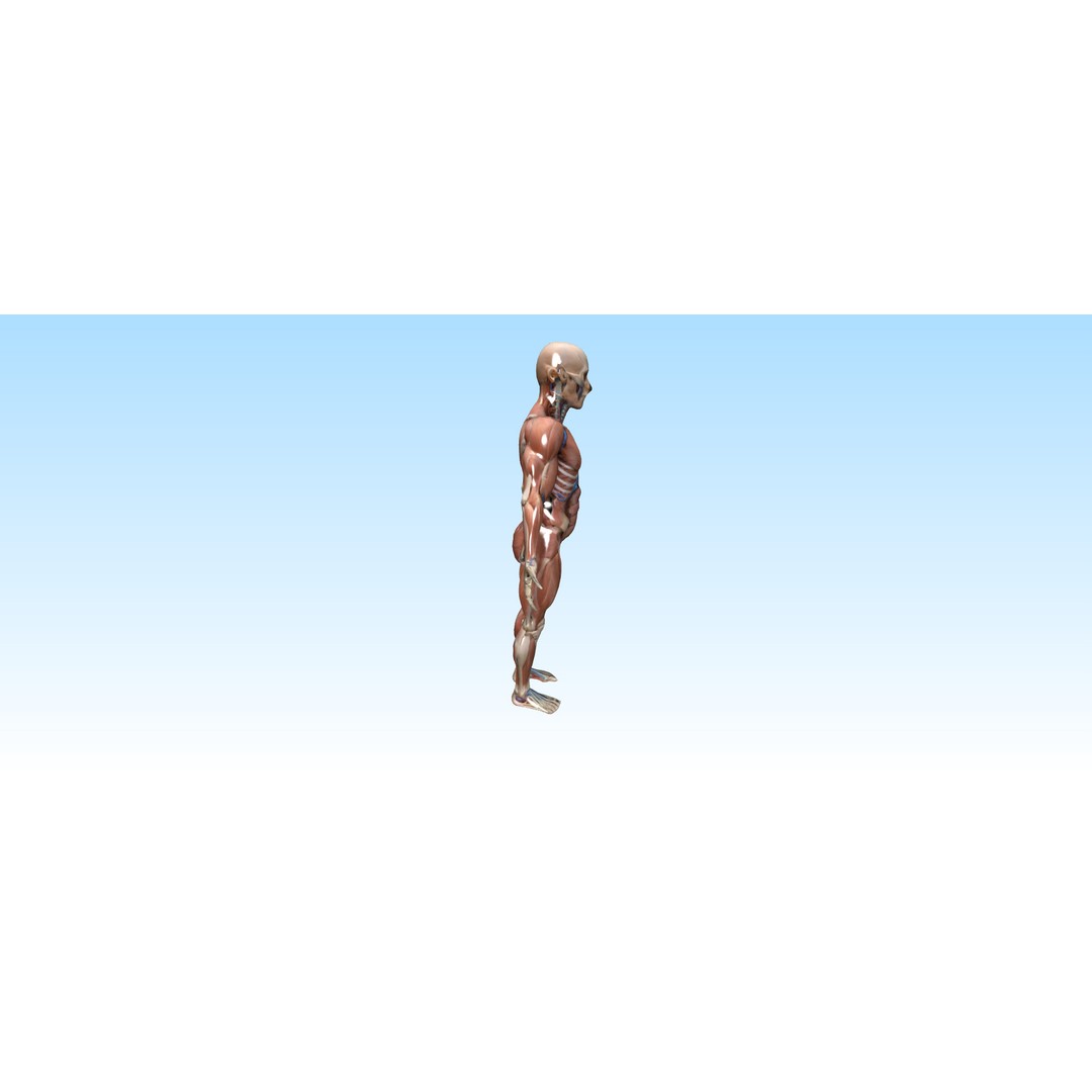 Hyper-Detailed Human Anatomy 3D Model – Anatomically Accurate for Education - View 8