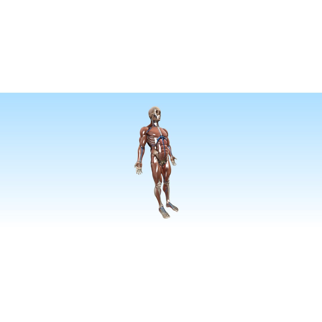 Hyper-Detailed Human Anatomy 3D Model – Anatomically Accurate for Education - View 9