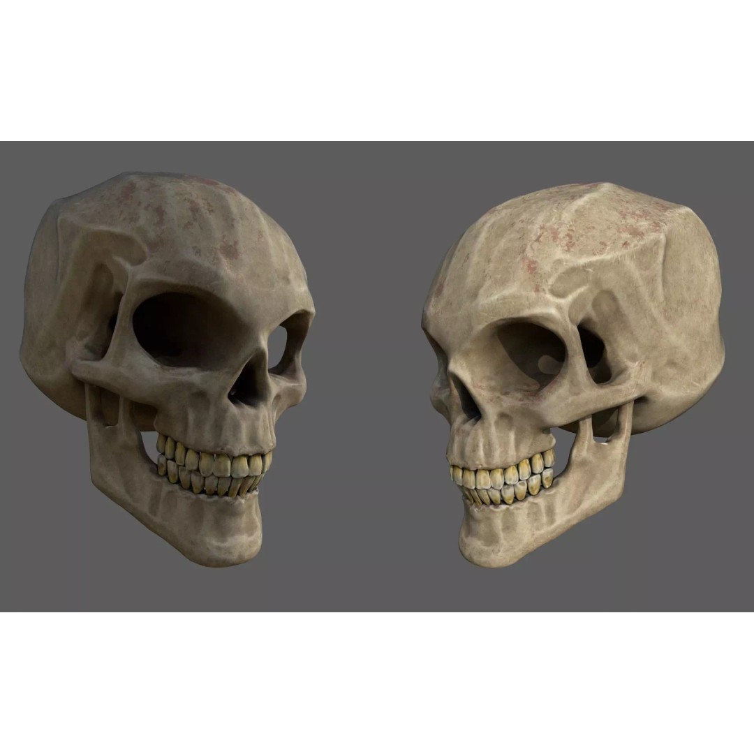 Stylized Human Skull 3D Model – Low Poly PBR Asset, FBX & OBJ Formats - View 2