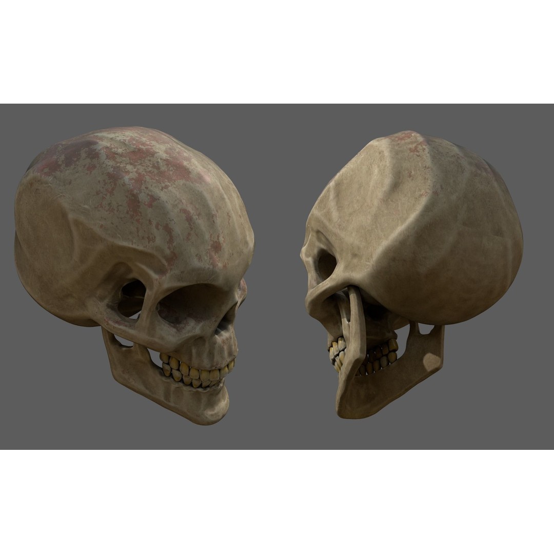 Stylized Human Skull 3D Model – Low Poly PBR Asset, FBX & OBJ Formats - View 3