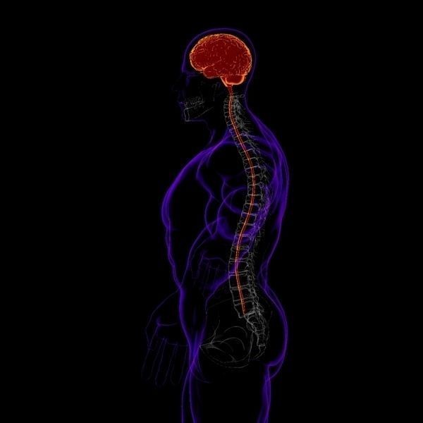 X-Ray Brain 3D Model – Realistic Anatomy Character, FBX, PBR - View 10
