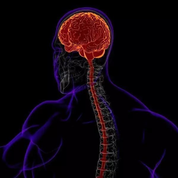 X-Ray Brain 3D Model – Realistic Anatomy Character, FBX, PBR - View 2