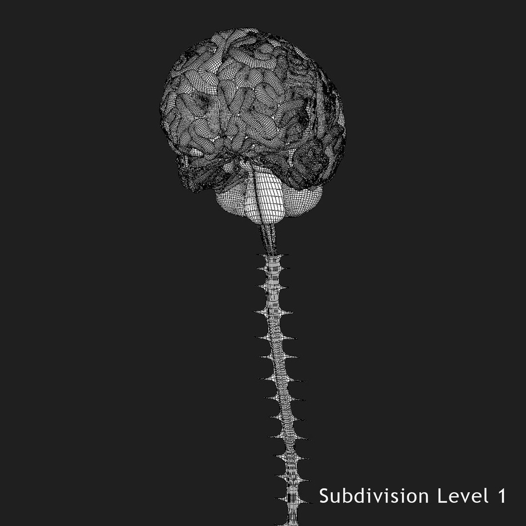 X-Ray Brain 3D Model – Realistic Anatomy Character, FBX, PBR - View 22