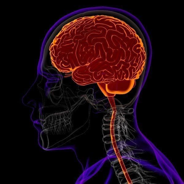 X-Ray Brain 3D Model – Realistic Anatomy Character, FBX, PBR - View 3