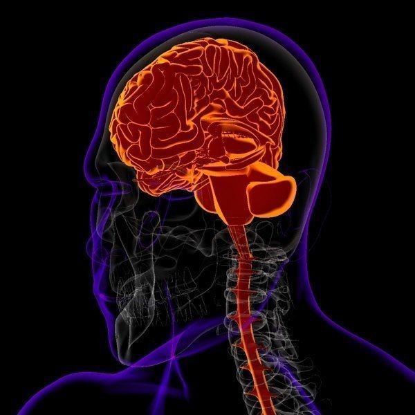 X-Ray Brain 3D Model – Realistic Anatomy Character, FBX, PBR - View 4