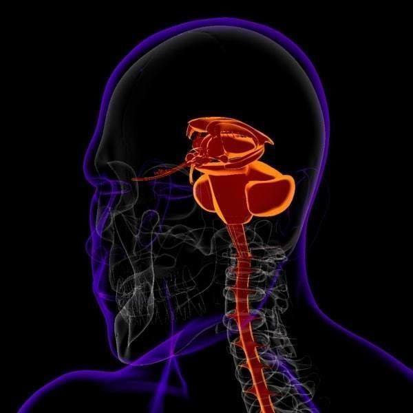 X-Ray Brain 3D Model – Realistic Anatomy Character, FBX, PBR - View 5