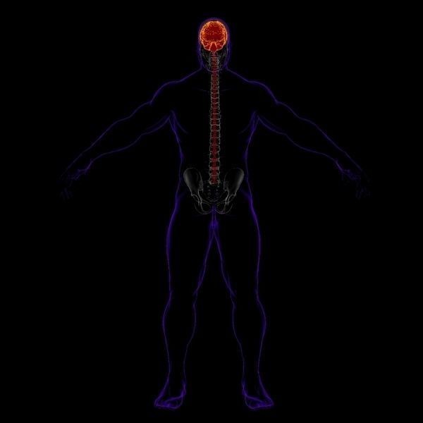 X-Ray Brain 3D Model – Realistic Anatomy Character, FBX, PBR - View 6