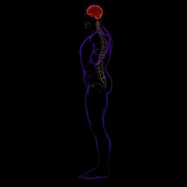 X-Ray Brain 3D Model – Realistic Anatomy Character, FBX, PBR - View 7