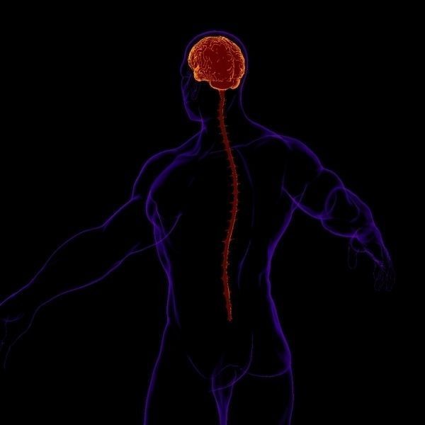 X-Ray Brain 3D Model – Realistic Anatomy Character, FBX, PBR - View 8