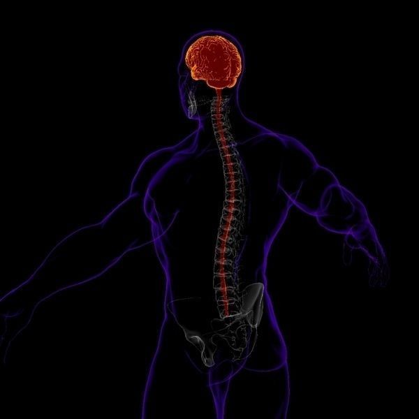 X-Ray Brain 3D Model – Realistic Anatomy Character, FBX, PBR - View 9