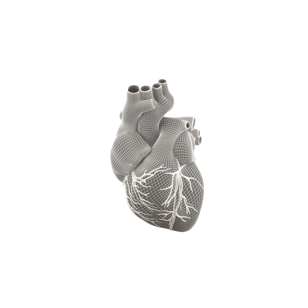 Human Heart 3D Model – High Poly Anatomical Asset for Games