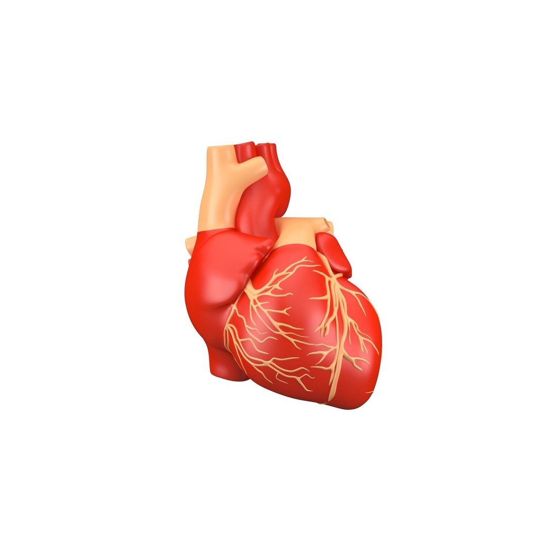 Human Heart 3D Model – High Poly Anatomical Asset for Games - View 10