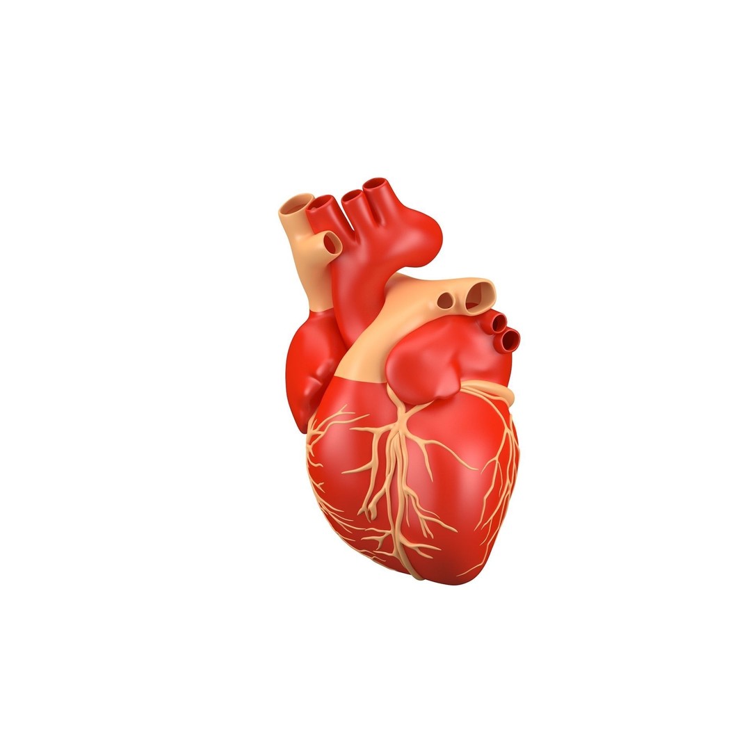 Human Heart 3D Model – High Poly Anatomical Asset for Games - View 11