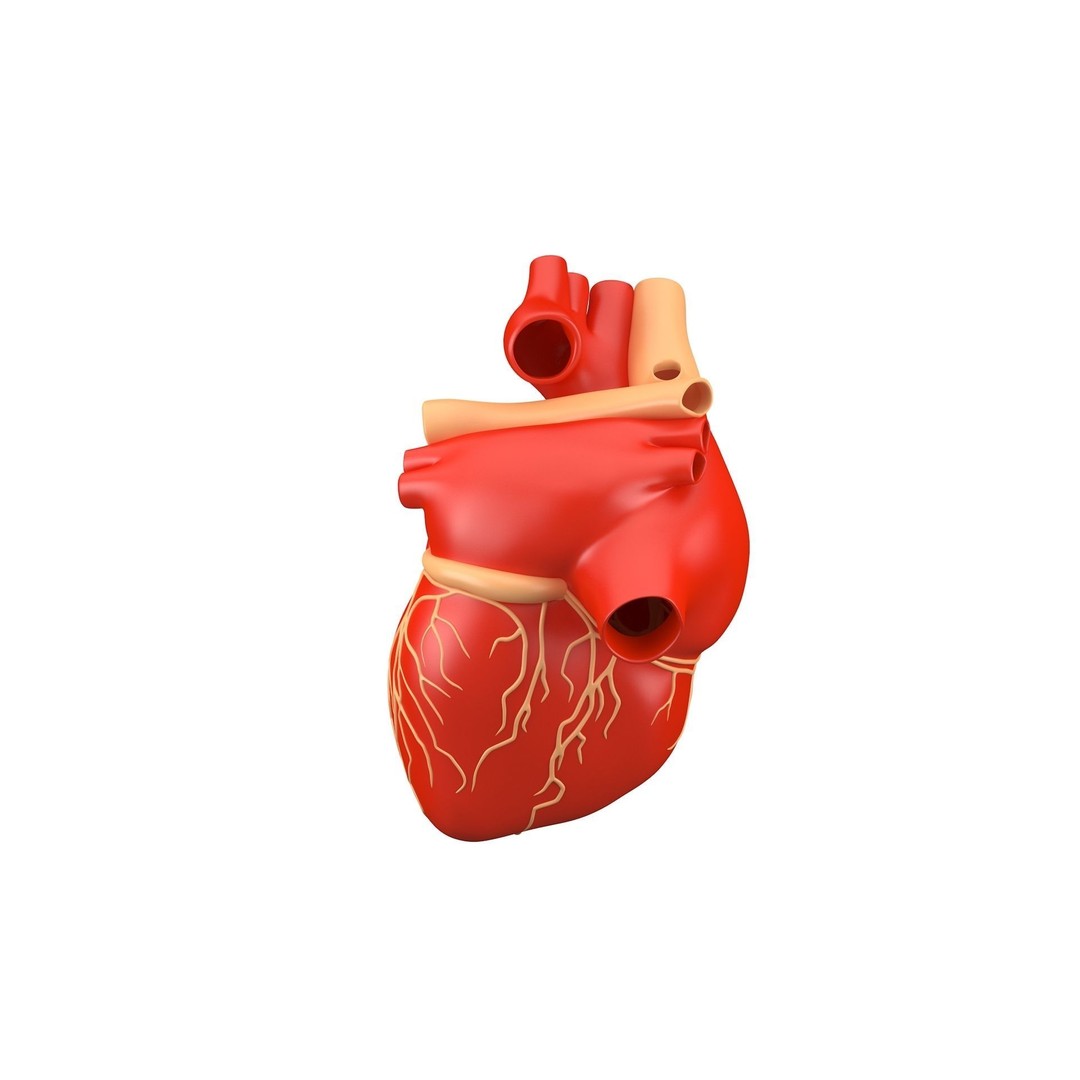 Human Heart 3D Model – High Poly Anatomical Asset for Games - View 12
