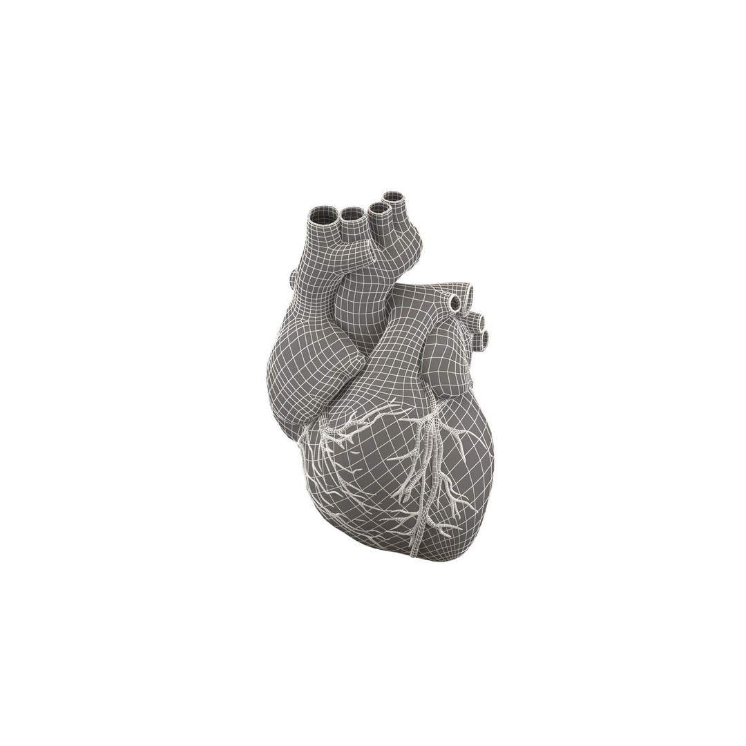 Human Heart 3D Model – High Poly Anatomical Asset for Games - View 17