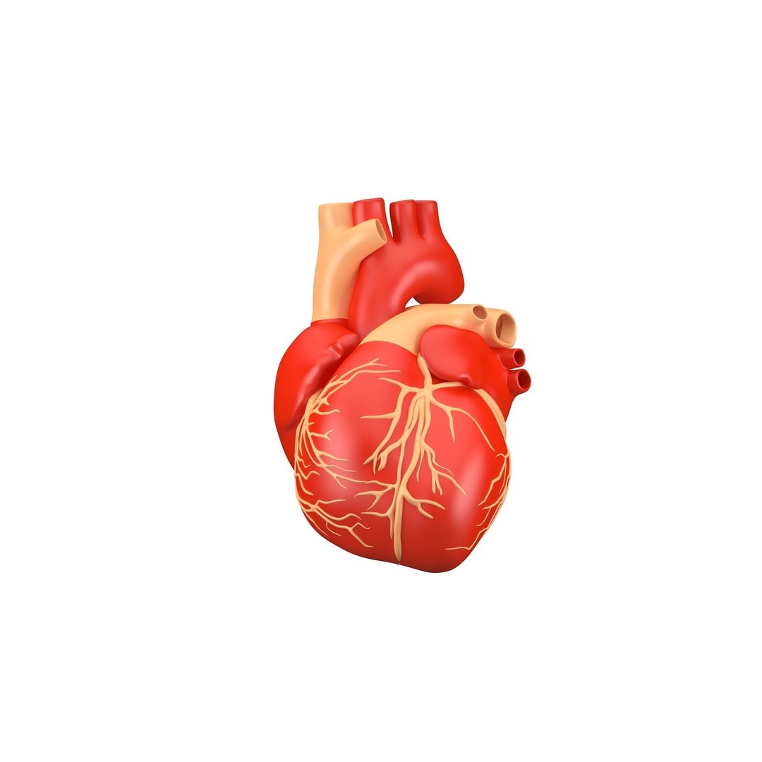 Human Heart 3D Model – High Poly Anatomical Asset for Games - View 3