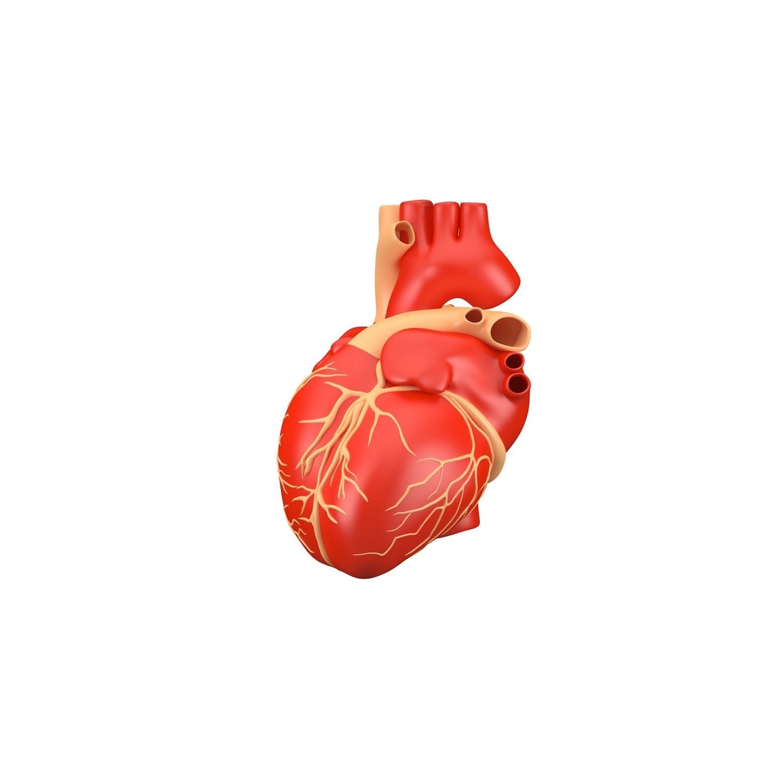 Human Heart 3D Model – High Poly Anatomical Asset for Games - View 4
