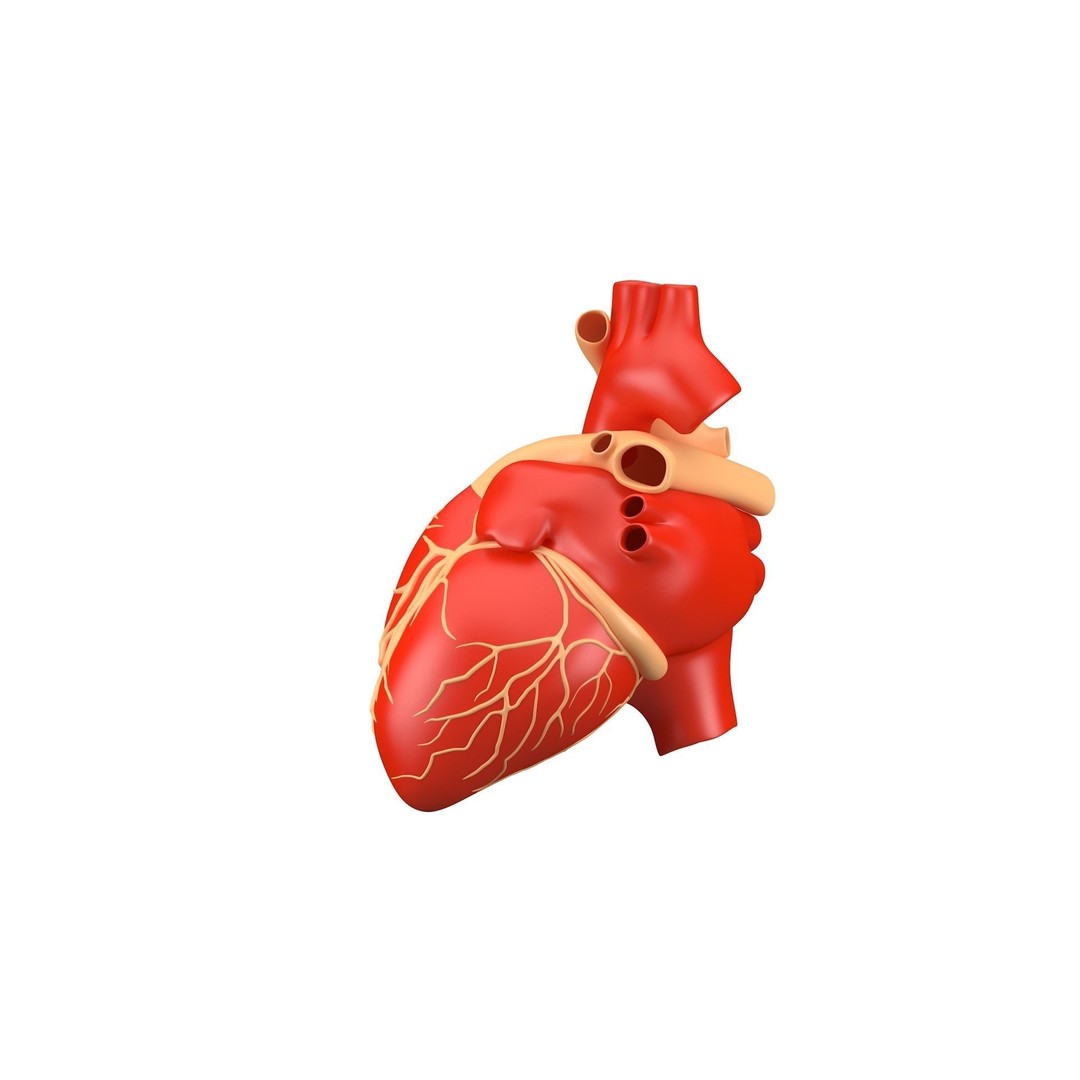 Human Heart 3D Model – High Poly Anatomical Asset for Games - View 5