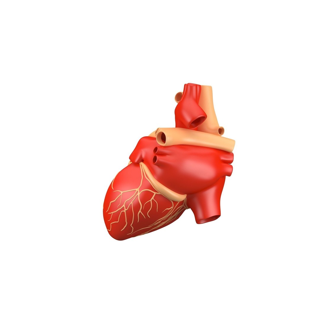 Human Heart 3D Model – High Poly Anatomical Asset for Games - View 6