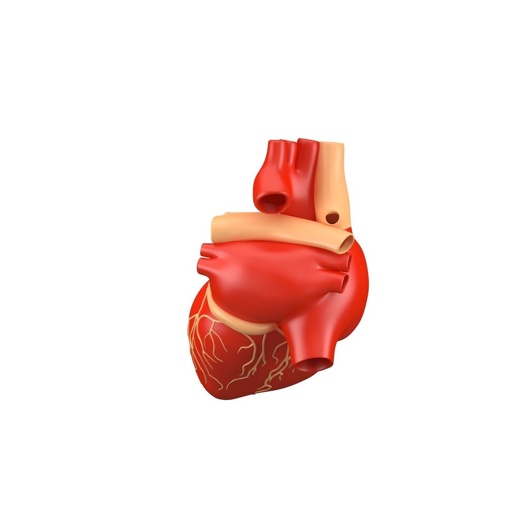 Human Heart 3D Model – High Poly Anatomical Asset for Games - View 7