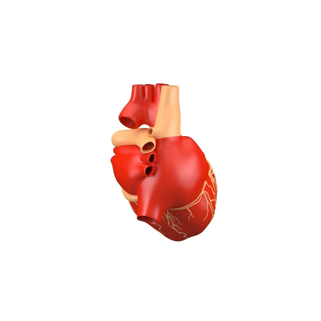 Human Heart 3D Model – High Poly Anatomical Asset for Games - View 8