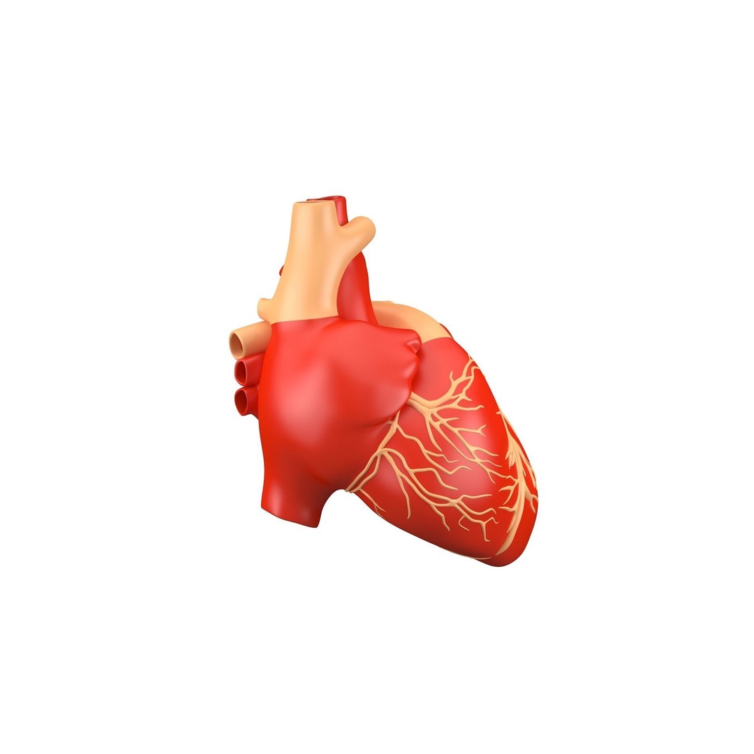Human Heart 3D Model – High Poly Anatomical Asset for Games - View 9