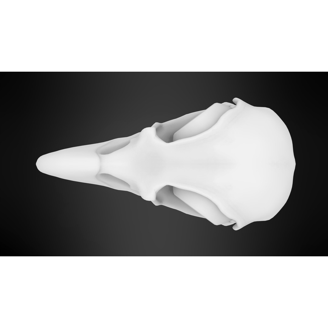 Hippogriff Skull 3D Model – High Poly PBR Asset, Blender, FBX, OBJ - View 11