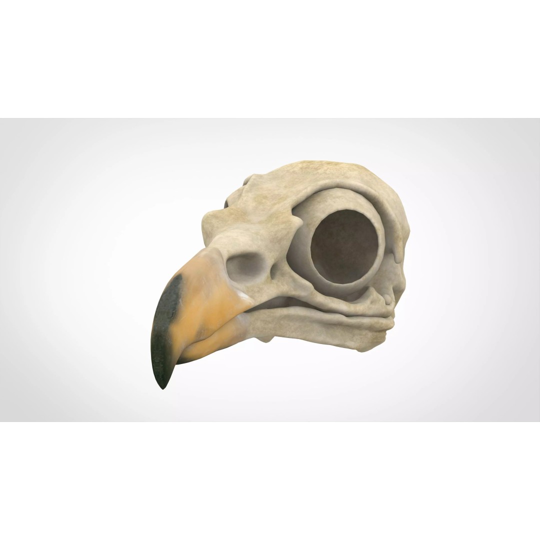 Hippogriff Skull 3D Model – High Poly PBR Asset, Blender, FBX, OBJ - View 2