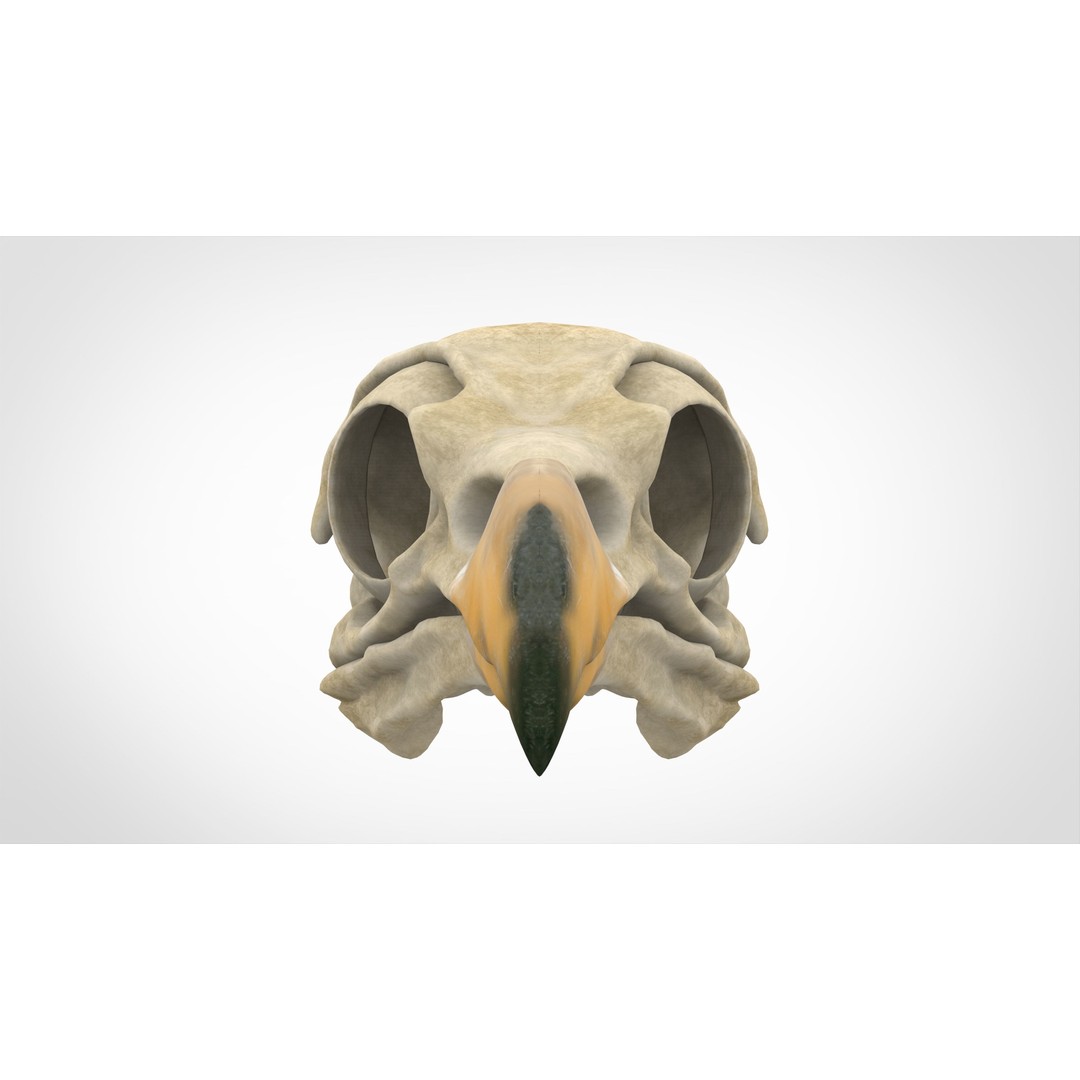 Hippogriff Skull 3D Model – High Poly PBR Asset, Blender, FBX, OBJ - View 3
