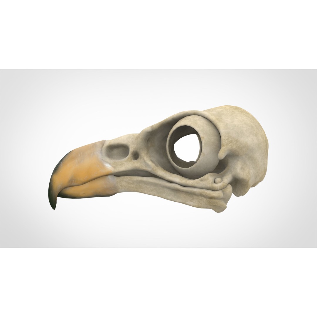 Hippogriff Skull 3D Model – High Poly PBR Asset, Blender, FBX, OBJ - View 4
