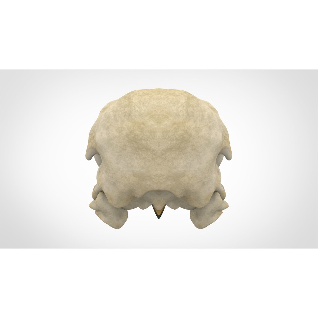 Hippogriff Skull 3D Model – High Poly PBR Asset, Blender, FBX, OBJ - View 5