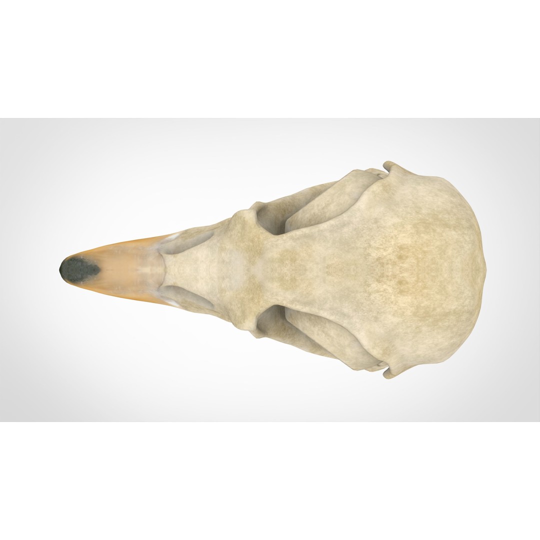 Hippogriff Skull 3D Model – High Poly PBR Asset, Blender, FBX, OBJ - View 6