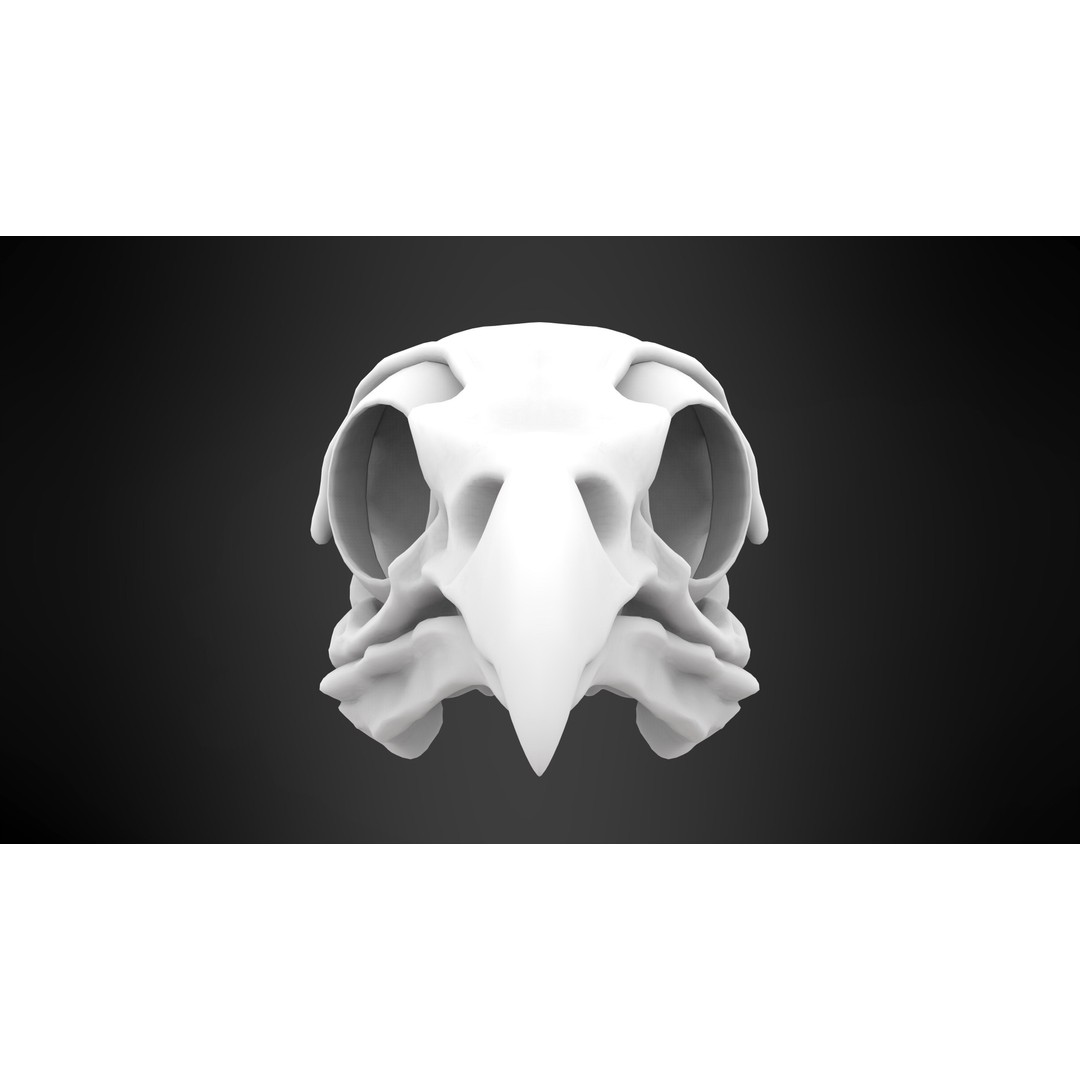 Hippogriff Skull 3D Model – High Poly PBR Asset, Blender, FBX, OBJ - View 8