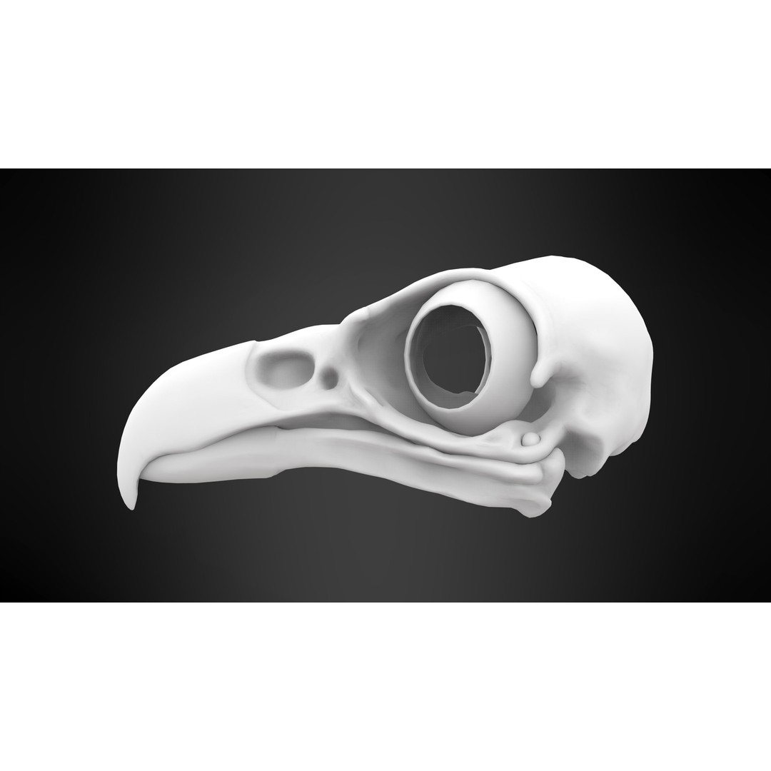 Hippogriff Skull 3D Model – High Poly PBR Asset, Blender, FBX, OBJ - View 9