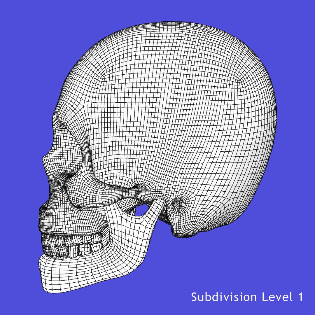Full Body Skeleton 3D Model – Rigged and Ready for Animation, Maya