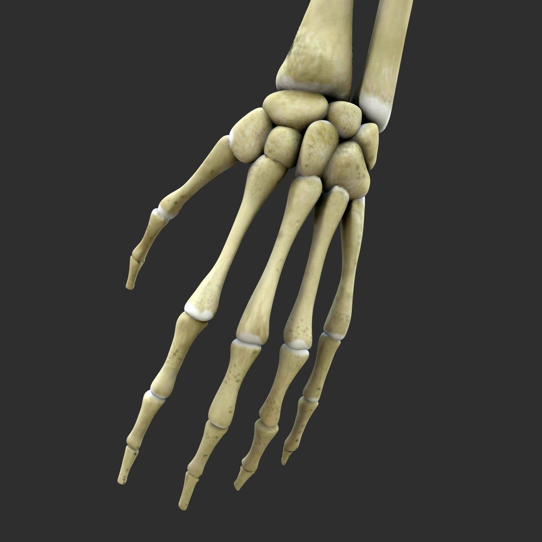 Full Body Skeleton 3D Model – Rigged and Ready for Animation, Maya - View 10