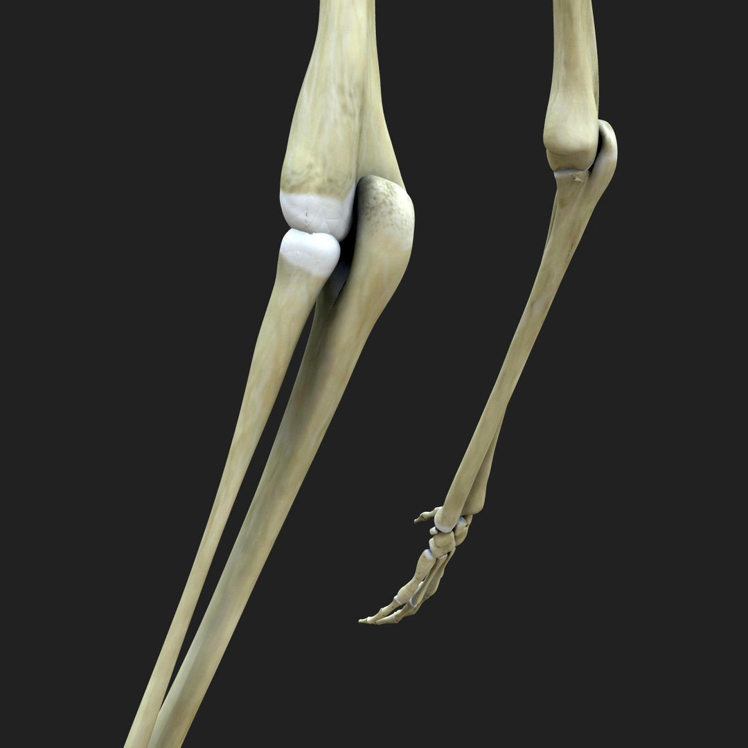 Full Body Skeleton 3D Model – Rigged and Ready for Animation, Maya - View 11