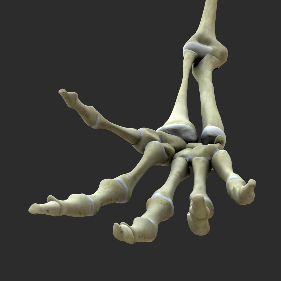 Full Body Skeleton 3D Model – Rigged and Ready for Animation, Maya - View 12