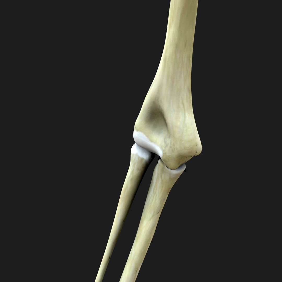 Full Body Skeleton 3D Model – Rigged and Ready for Animation, Maya - View 13