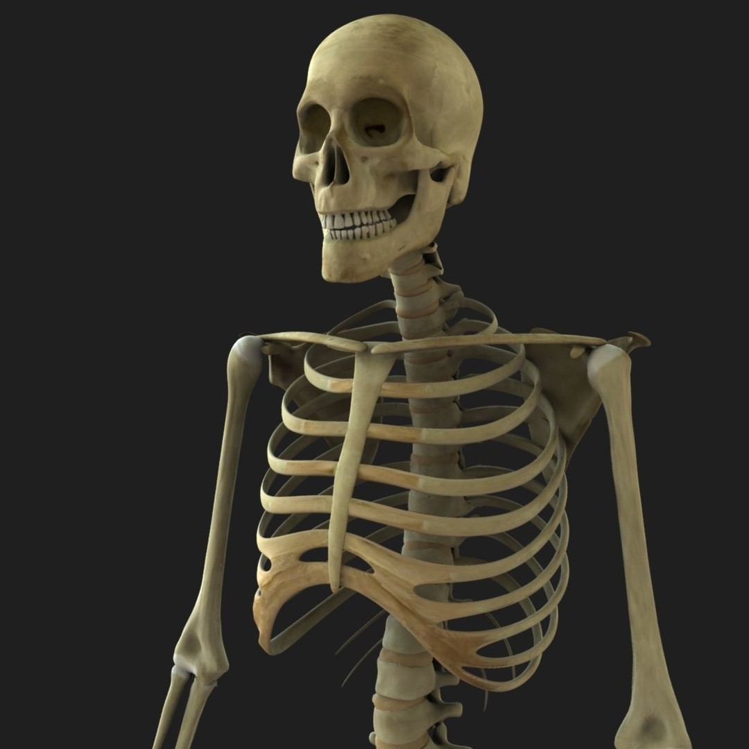 Full Body Skeleton 3D Model – Rigged and Ready for Animation, Maya - View 14