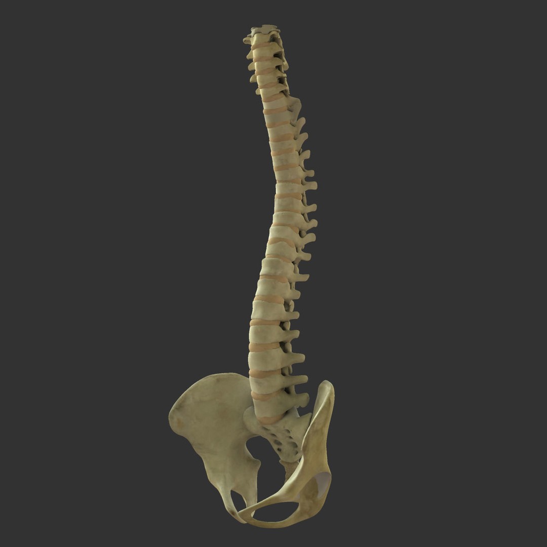 Full Body Skeleton 3D Model – Rigged and Ready for Animation, Maya - View 15